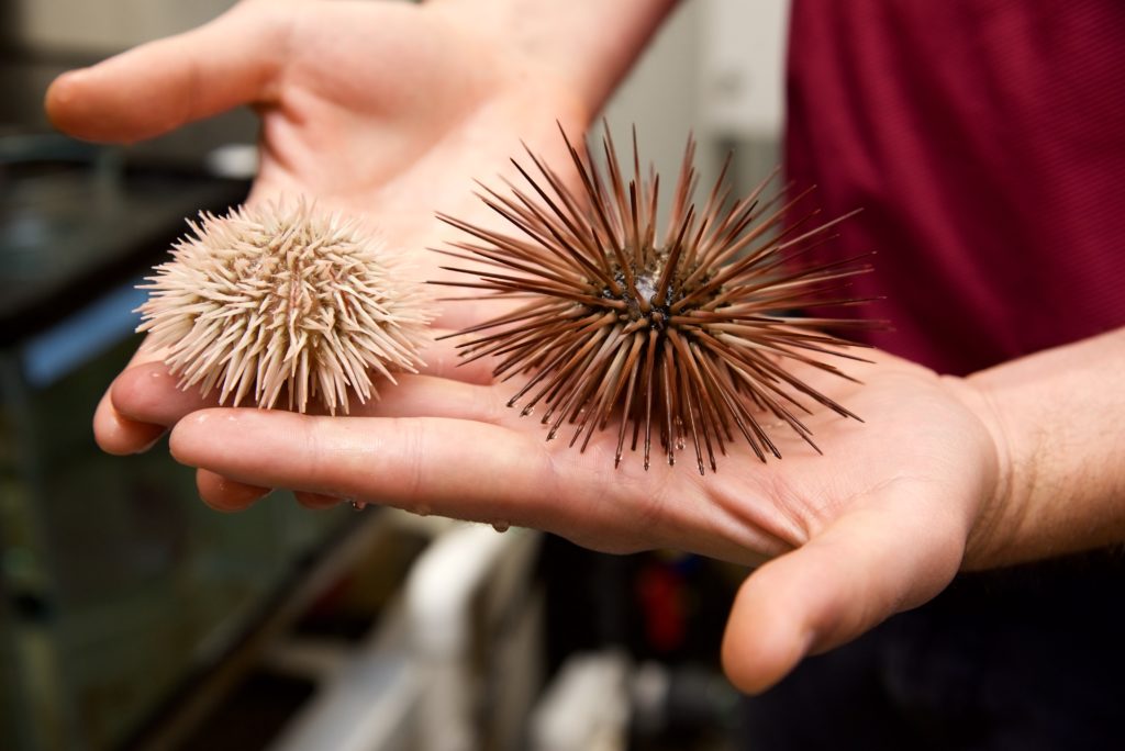 sea urchins in hand