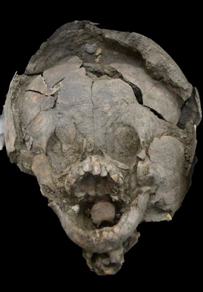 Skull of infant found in ancient burial mound.