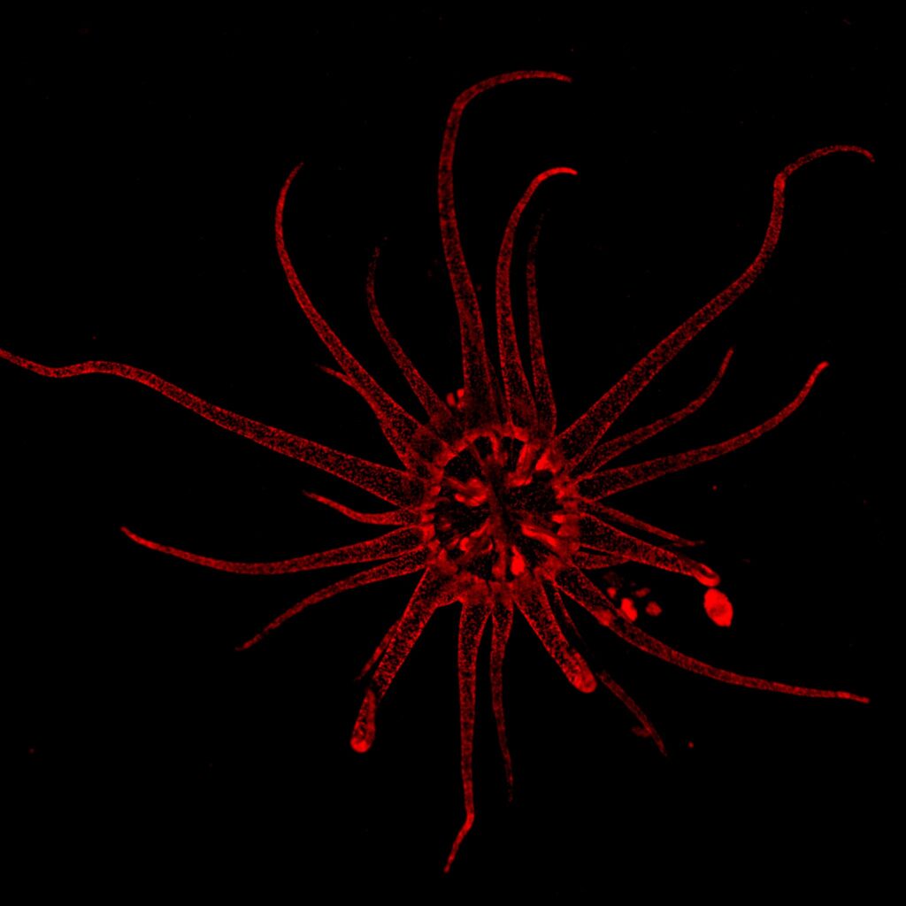 A fluorescence image of the sea anemone Exaiptasia pallida, which was used in this study. Red dots each represent fluorescence from a single symbiotic algae, Breviolum minutum. 